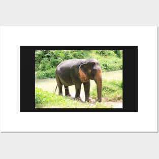 Asian elephant in Phuket, Thailand Posters and Art